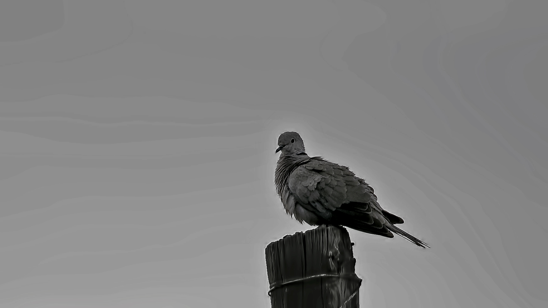 Eurasian Collared-Dove